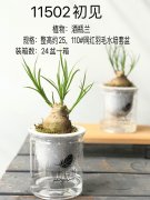 組盆-11502初見（酒瓶蘭）